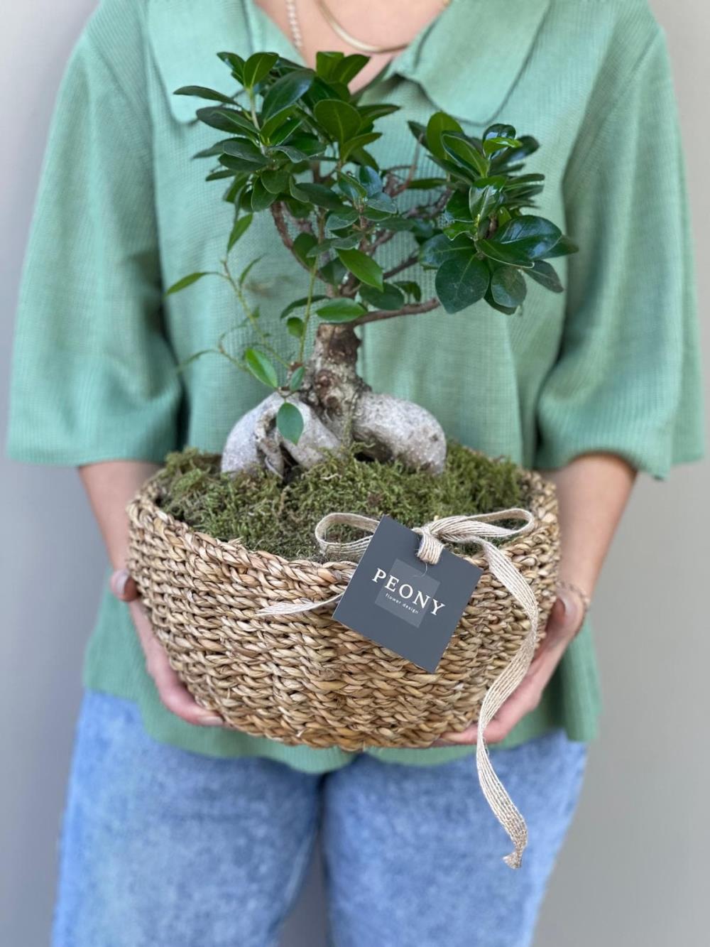 Ficus Microcarpa Bonsai